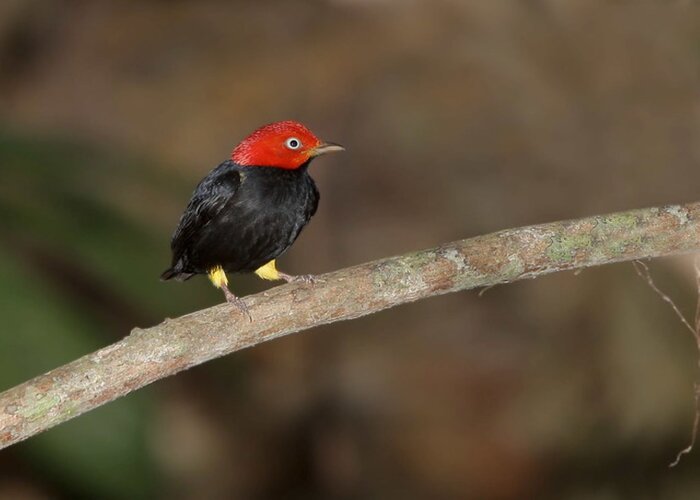 Pteroglossus frantzii