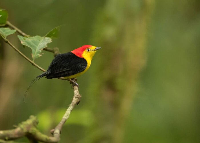 Pteroglossus frantzii