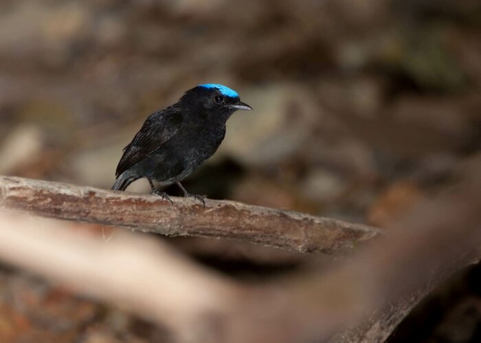 Saltarín coroniazul, Lepidothrix velutina