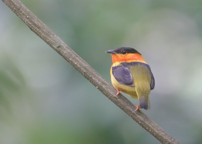 Saltarín cuellinaranja, Manacus aurantiacus