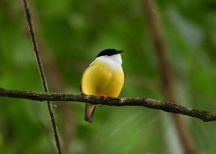 Saltarín cuelliblanco, Manacus candei