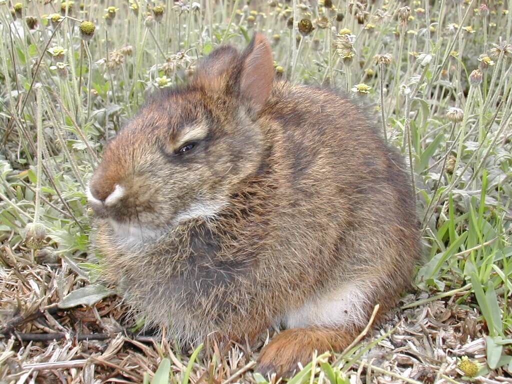 Conejo de monte