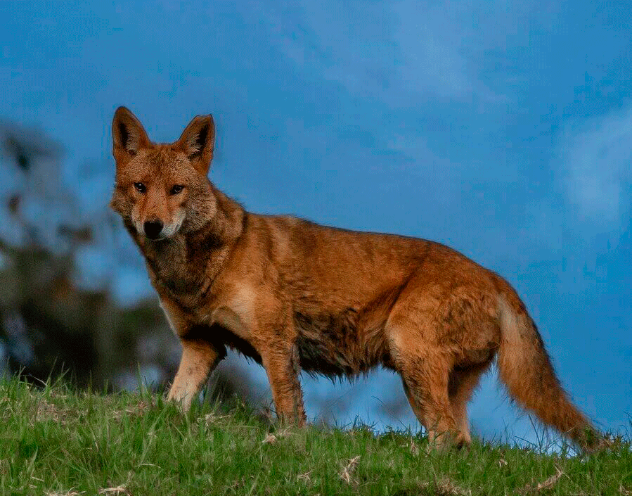 Coyote. Fotografía: Adrián Alvarado.