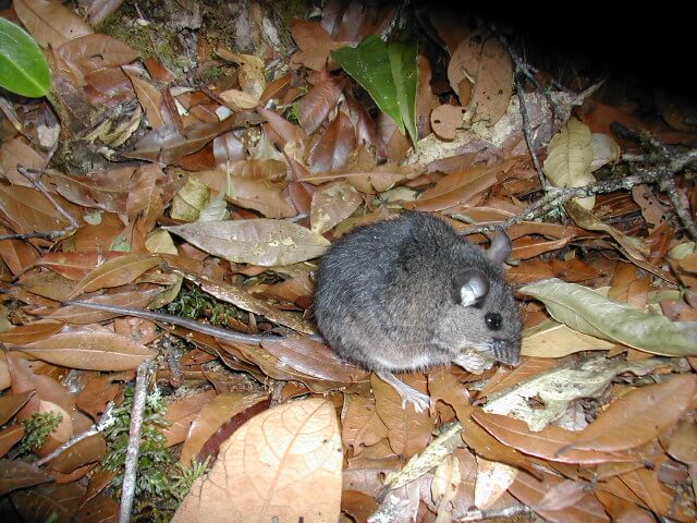 Ratón pata blanca