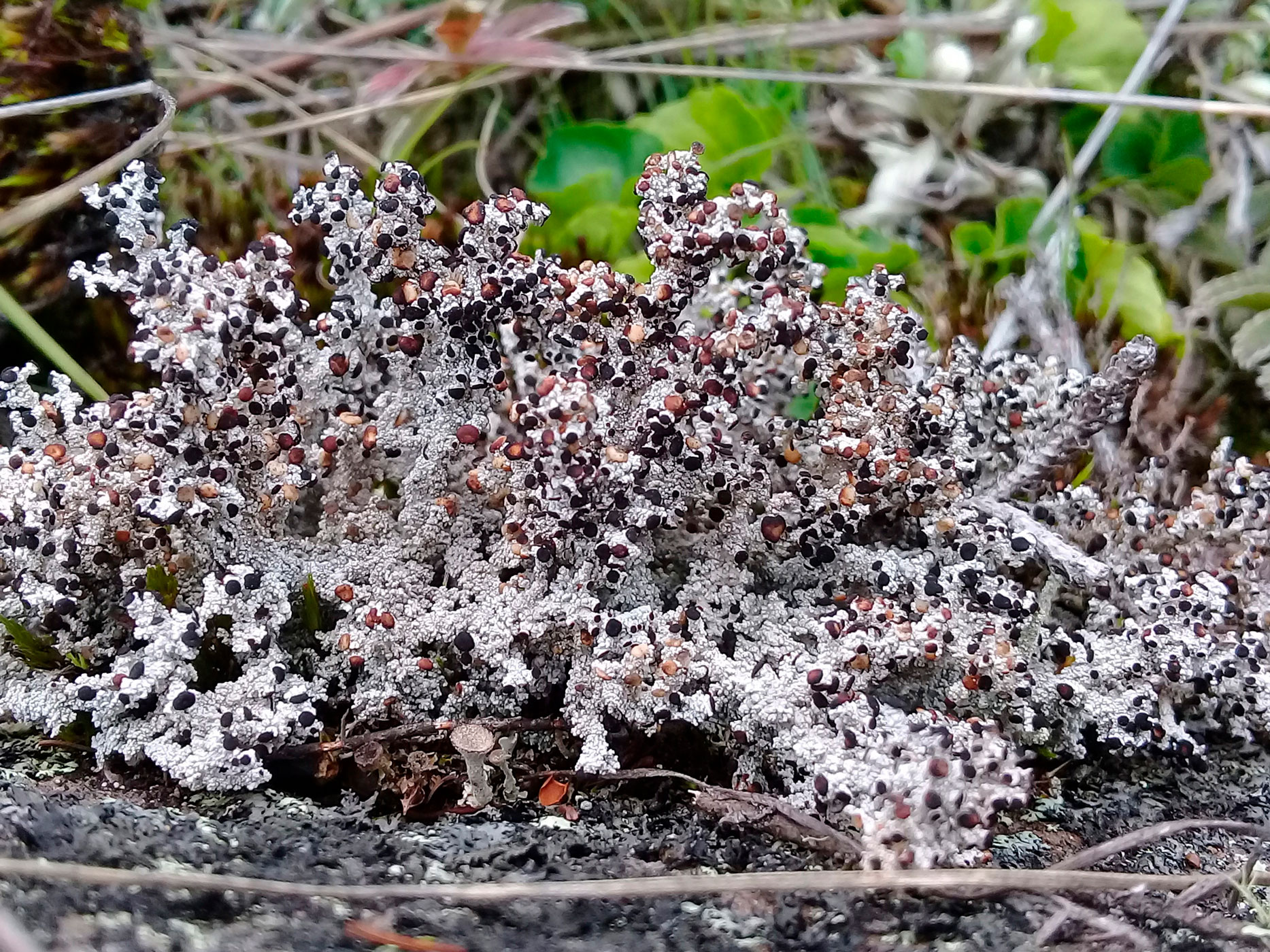 Liquen creciendo sobre roca. Stereocaulon tomentosum. Fotografía: Loengrin Umaña T. MNCR